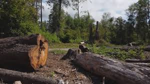 Best Emergency Tree Removal  in North Fort Lewis, WA