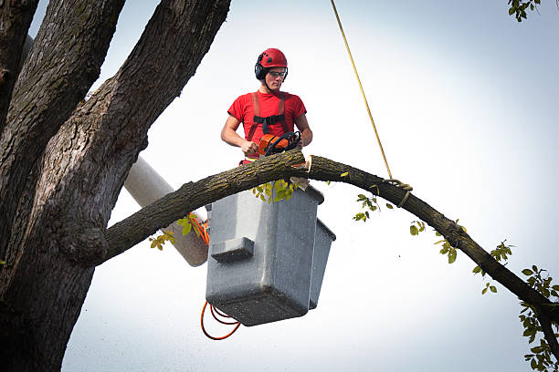 Best Tree Preservation Services  in North Fort Lewis, WA