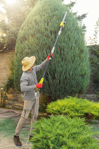 Best Tree Removal  in North Fort Lewis, WA